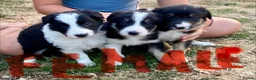 Border Collie dogs for sale: Beautiful Border Collie Puppies - Advert 1