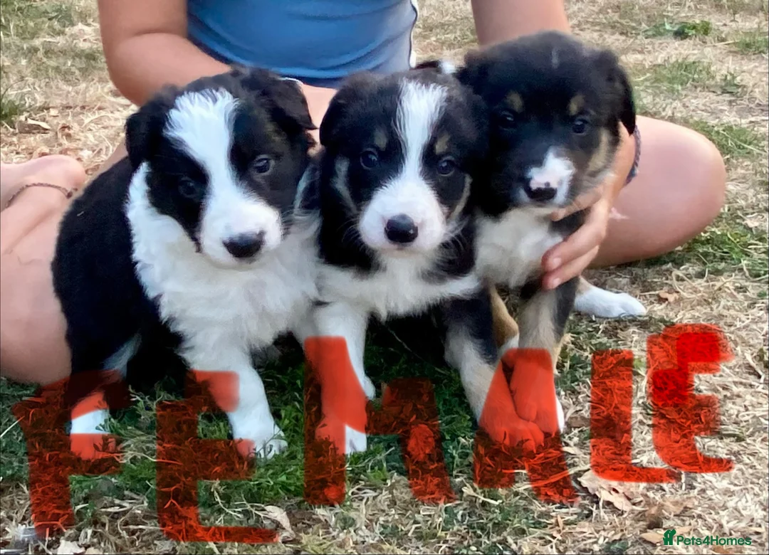 Border Collie dogs for sale: Beautiful Border Collie Puppies - Advert 1