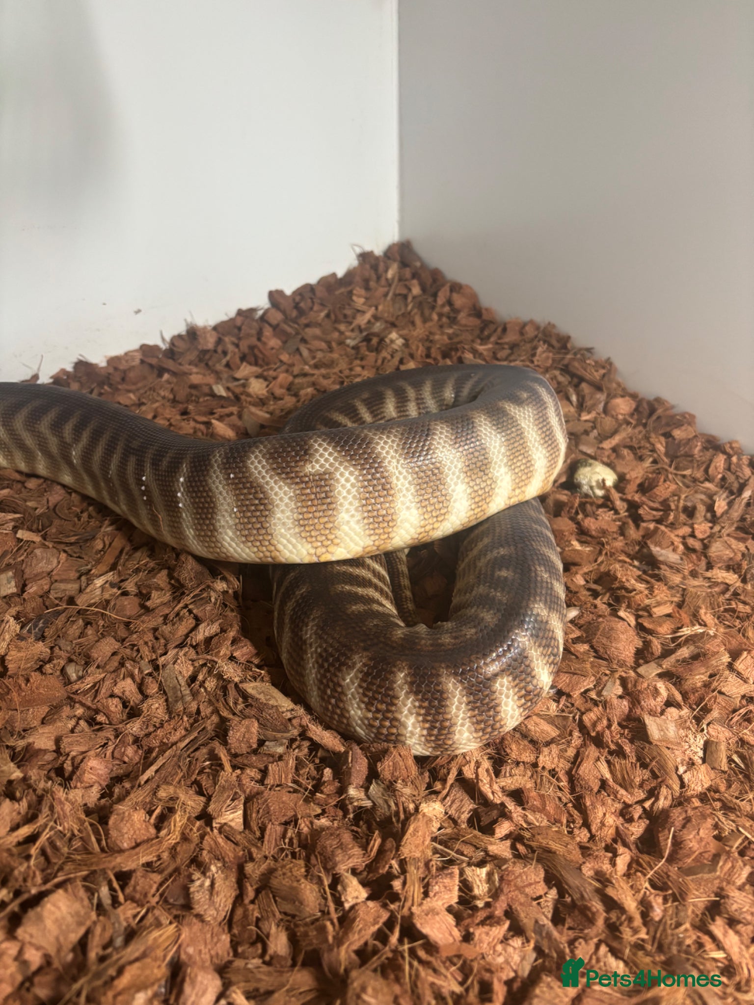 Python Snake reptiles for sale: Woma Pythons - Proven Pair in Blackburn - Advert 4