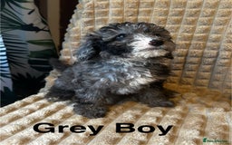 Poodle dogs for sale: Lovely poodle puppies 🐕🐕🐕 ready to go now - Image 1