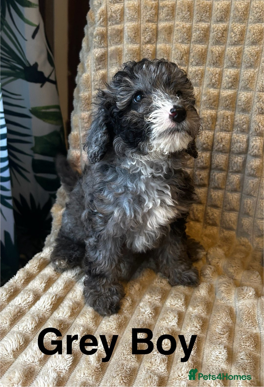 Poodle dogs for sale: Lovely poodle puppies 🐕🐕🐕 ready to go now - Image 1