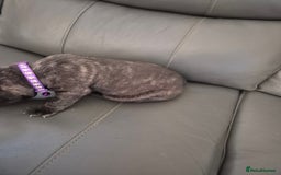 Staffordshire Bull Terrier dogs for sale: 2 female staffies  - Image 7