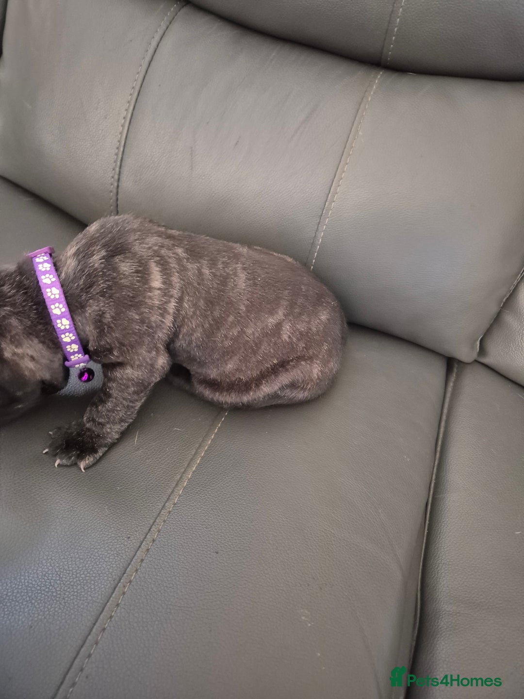 Staffordshire Bull Terrier dogs for sale: 2 female staffies  - Image 7