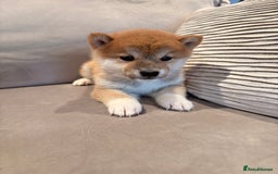 Japanese Shiba Inu dogs for sale: Health Tested Japanese Shiba Inu Puppies  - Image 6