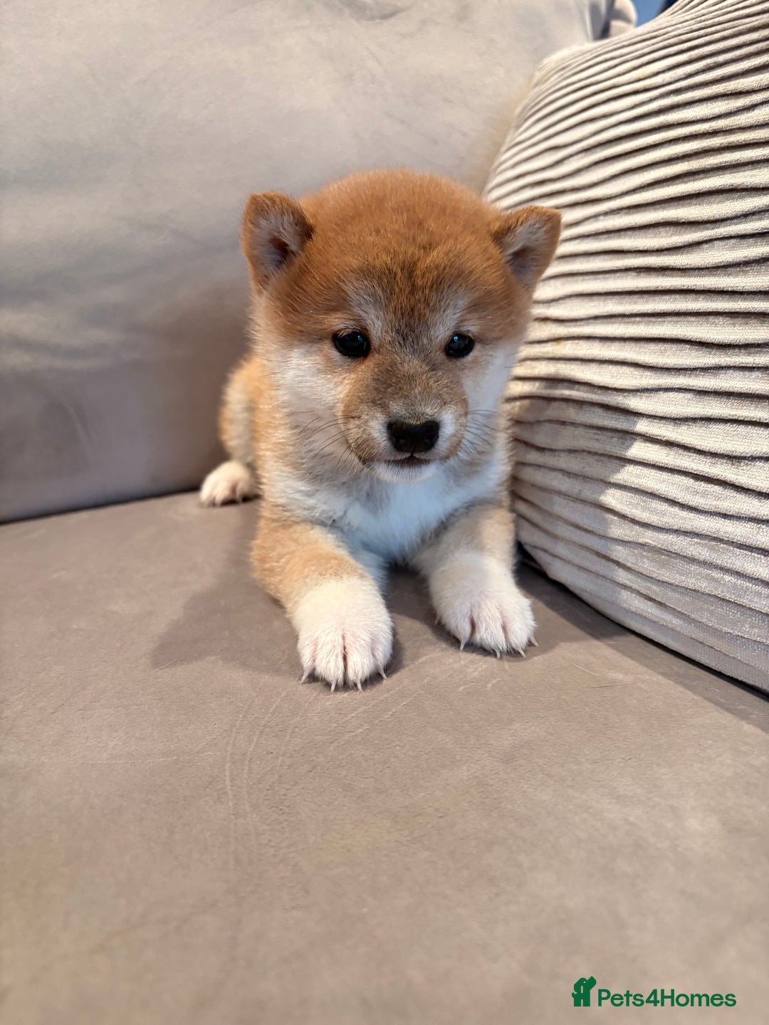 Japanese Shiba Inu dogs for sale: Health Tested Japanese Shiba Inu Puppies  - Image 6