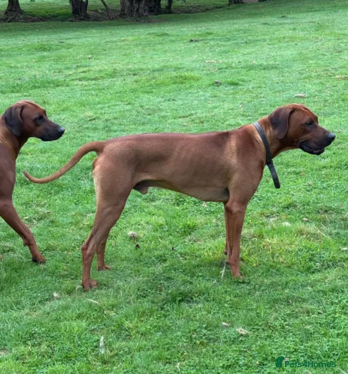 Rhodesian Ridgeback dogs for sale: Waiting List Open - Due 12th June in Melksham - Advert 16
