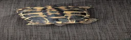 Hermann Tortoise reptiles for sale: Hermann Tortoise  - Advert 3