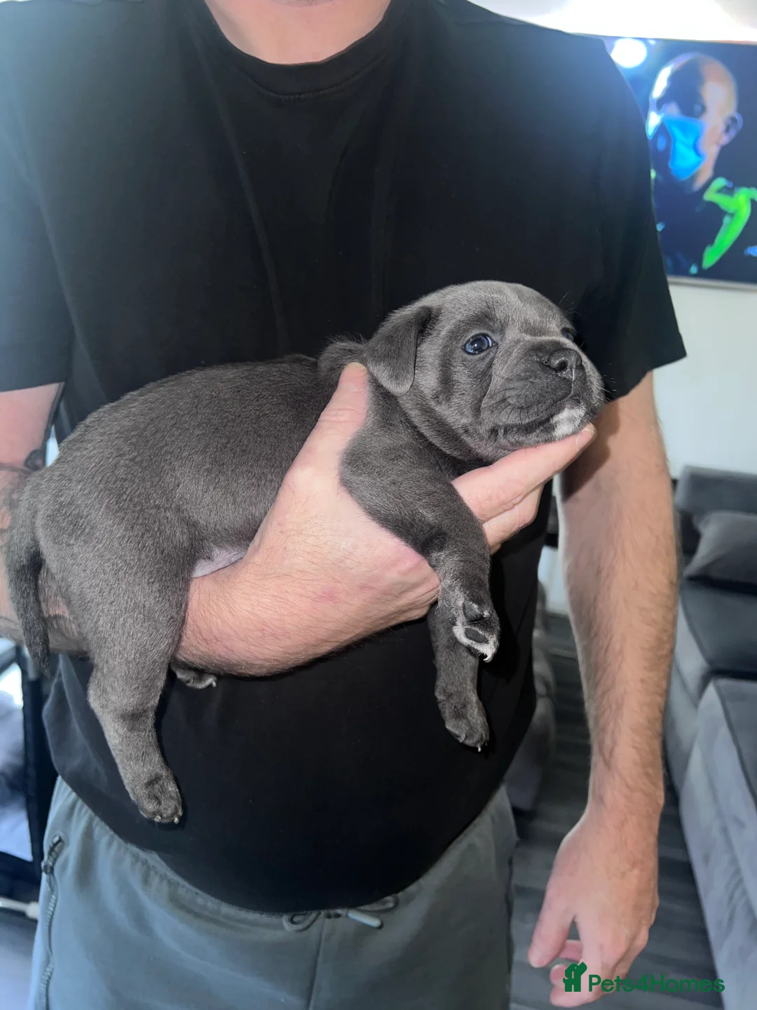 Staffordshire Bull Terrier dogs for sale: LAST BOY LEFT KC REGISTERED 5 STAR BLUE   - Advert 36