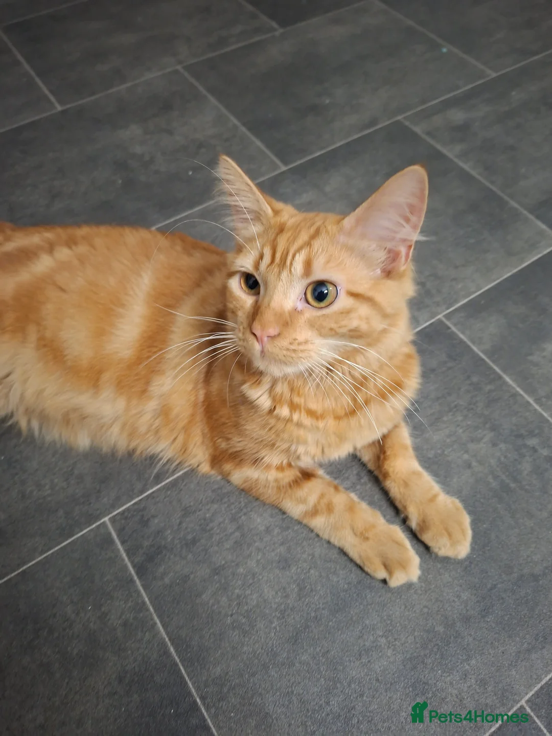 Mixed Breed cats for sale: Ginger Boy 6 months  - Advert 2