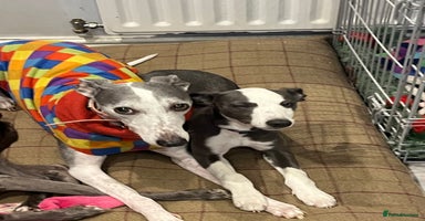 Whippet dogs - Advert 1