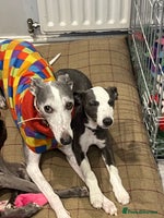 Whippet dogs - Advert 13