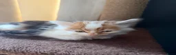 Domestic Shorthair cats for sale: Cute little fluffy kittens for sale  in Birmingham - Advert 5