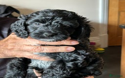 Cockapoo dogs for sale: F2 Cockapoo Puppies - Image 6