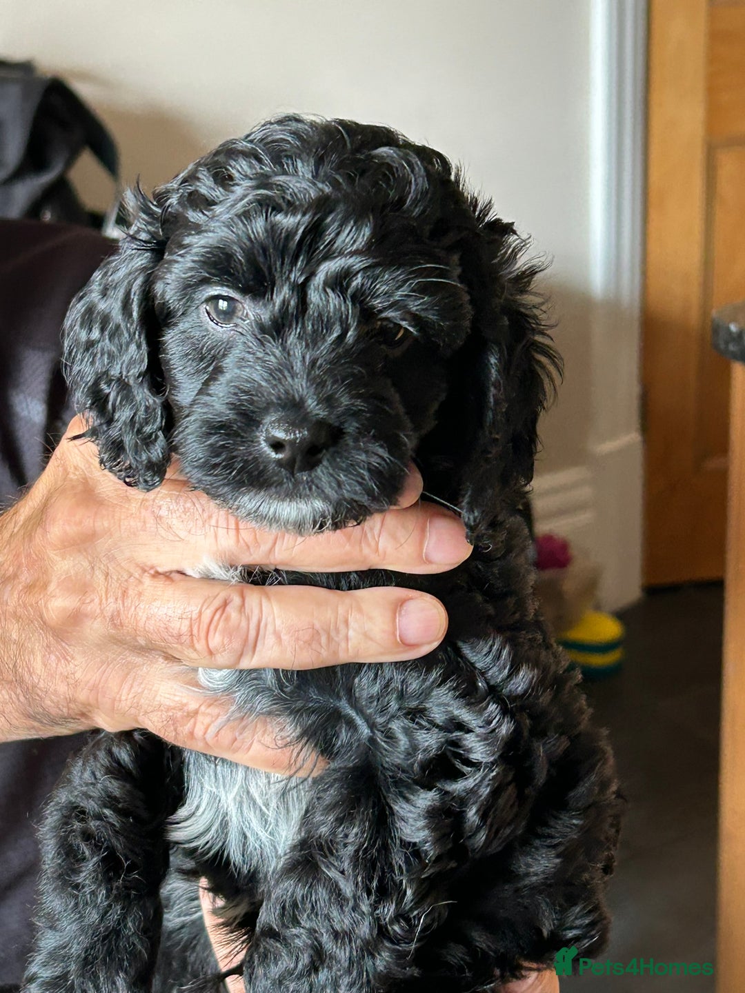 Cockapoo dogs for sale: F2 Cockapoo Puppies - Image 6