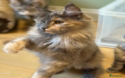 Maine Coon cats for sale: Maine Coon Pedigree  - Image 4