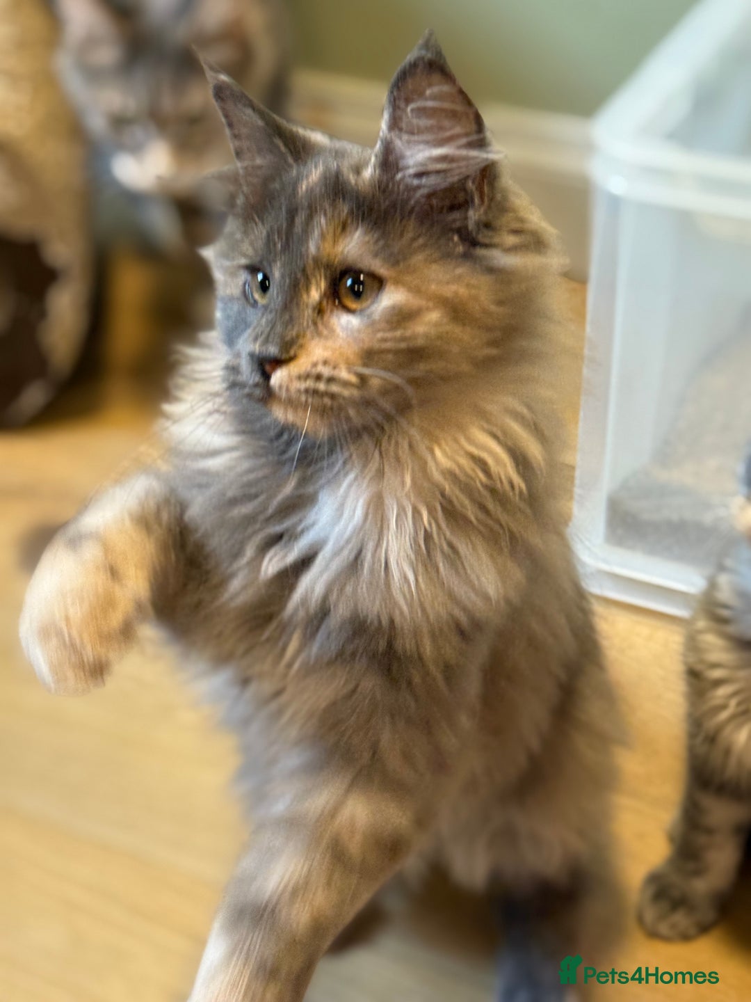 Maine Coon cats for sale: Maine Coon Pedigree  - Image 4
