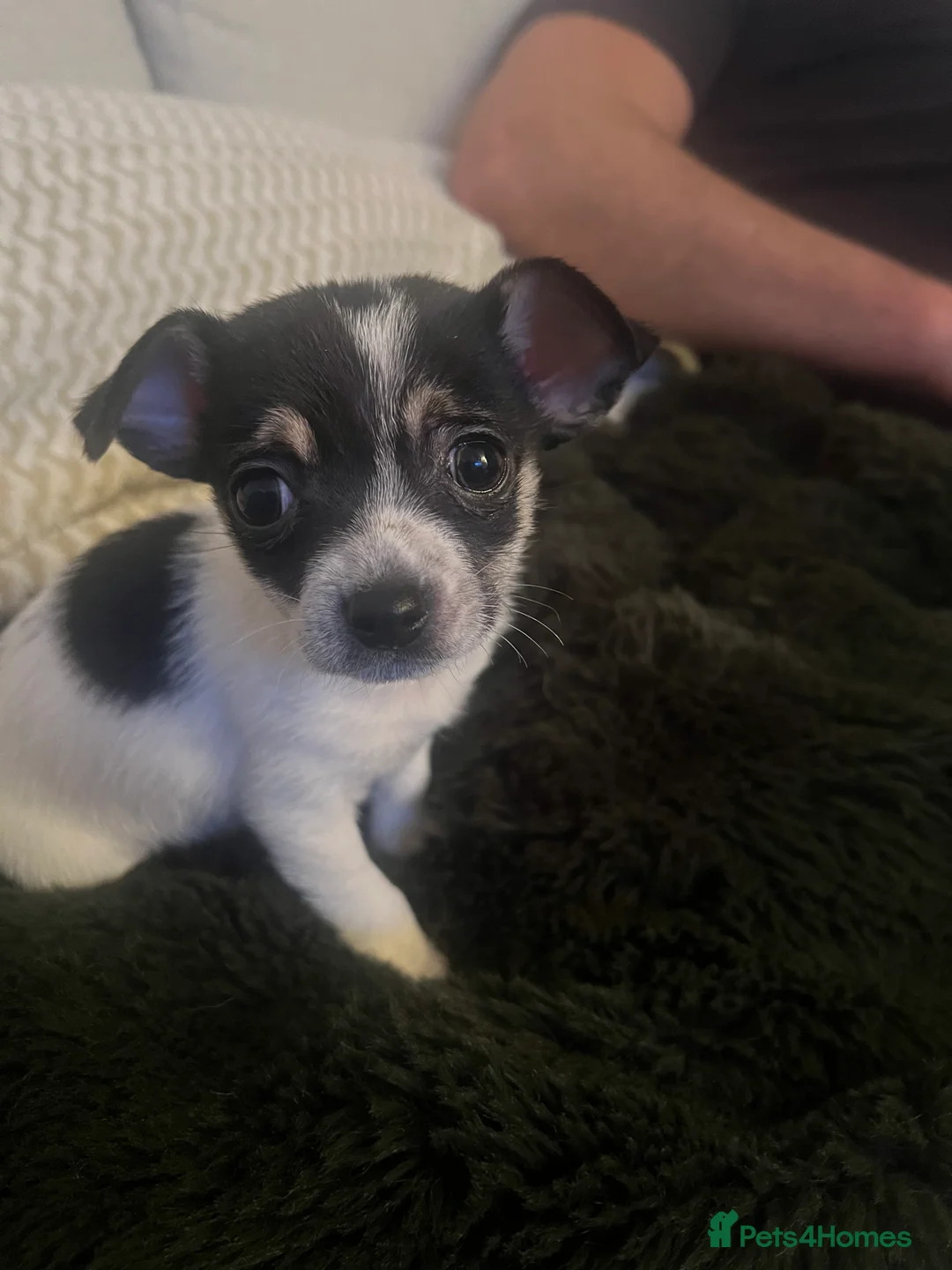 Jack Chi dogs for sale: Two beautiful jack-chi pups - Advert 7