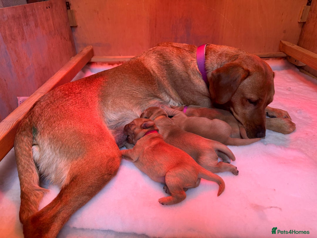 Labrador Retriever dogs for sale: Labrador Retriever Puppies - Image 3