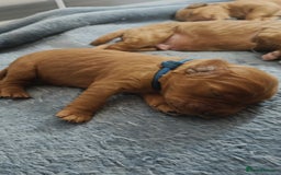 Mixed Breed dogs for sale: ✨2 Health Tested Australian Labradoodles ✨ - Image 15