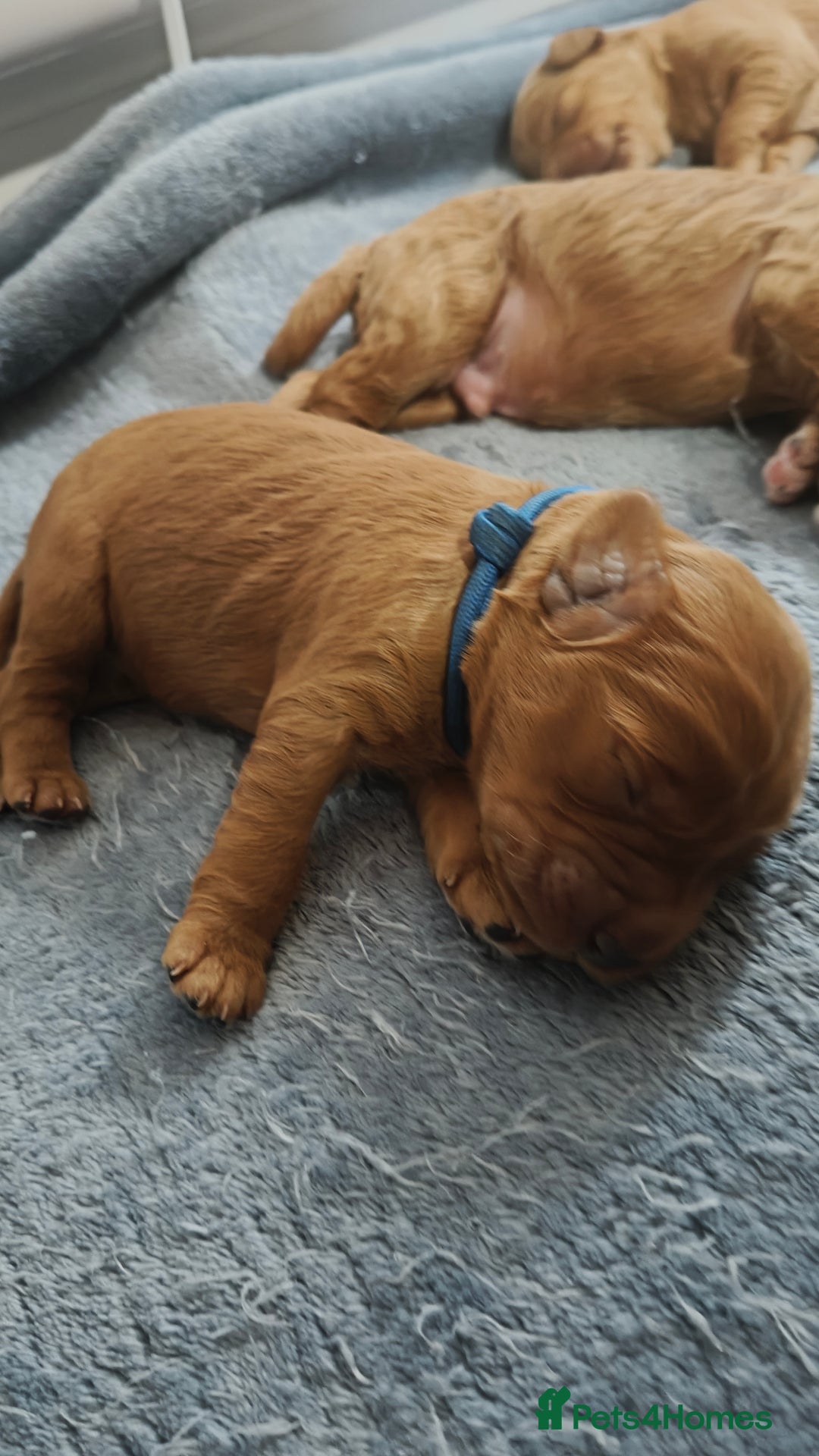 Mixed Breed dogs for sale: ✨2 Health Tested Australian Labradoodles ✨ - Image 15