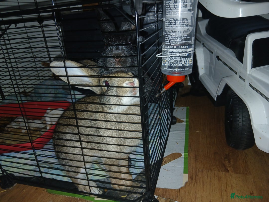 English rabbits for sale: 2 amazing rabbits Zaza and Roni with big cage  - Advert 4