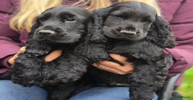 Cocker Spaniel dogs - Advert 10