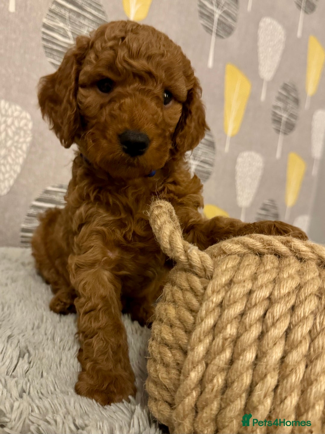 Cockapoo dogs for sale: Cockapoo Litter Due 25th January  - Advert 24