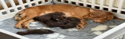 Cockapoo dogs for sale: ⭐ F1 Health tested Cockerpoos⭐ - Advert 5