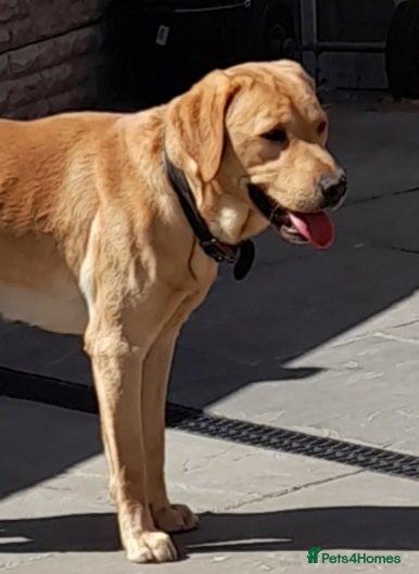 Labrador Retriever dogs Experienced KC extensively health tested lab stud  - Advert 1