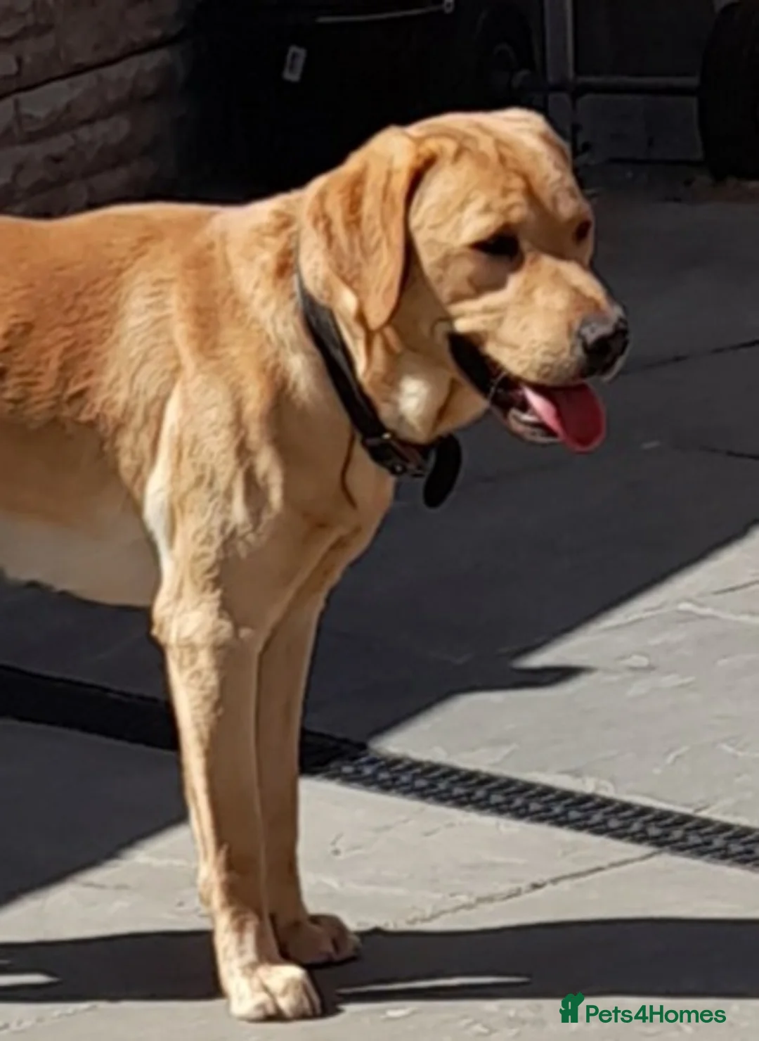 Labrador Retriever dogs for stud: 2x KC health tested labrador studs in Chesterfield - Advert 7