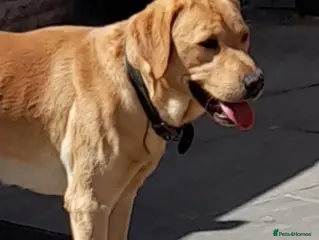 Labrador Retriever dogs Experienced KC extensively health tested lab stud - Advert 1