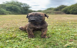 Belgian Shepherd Dog dogs for sale: Stunning Dutch Herder x Alano Español Pups  - Image 13