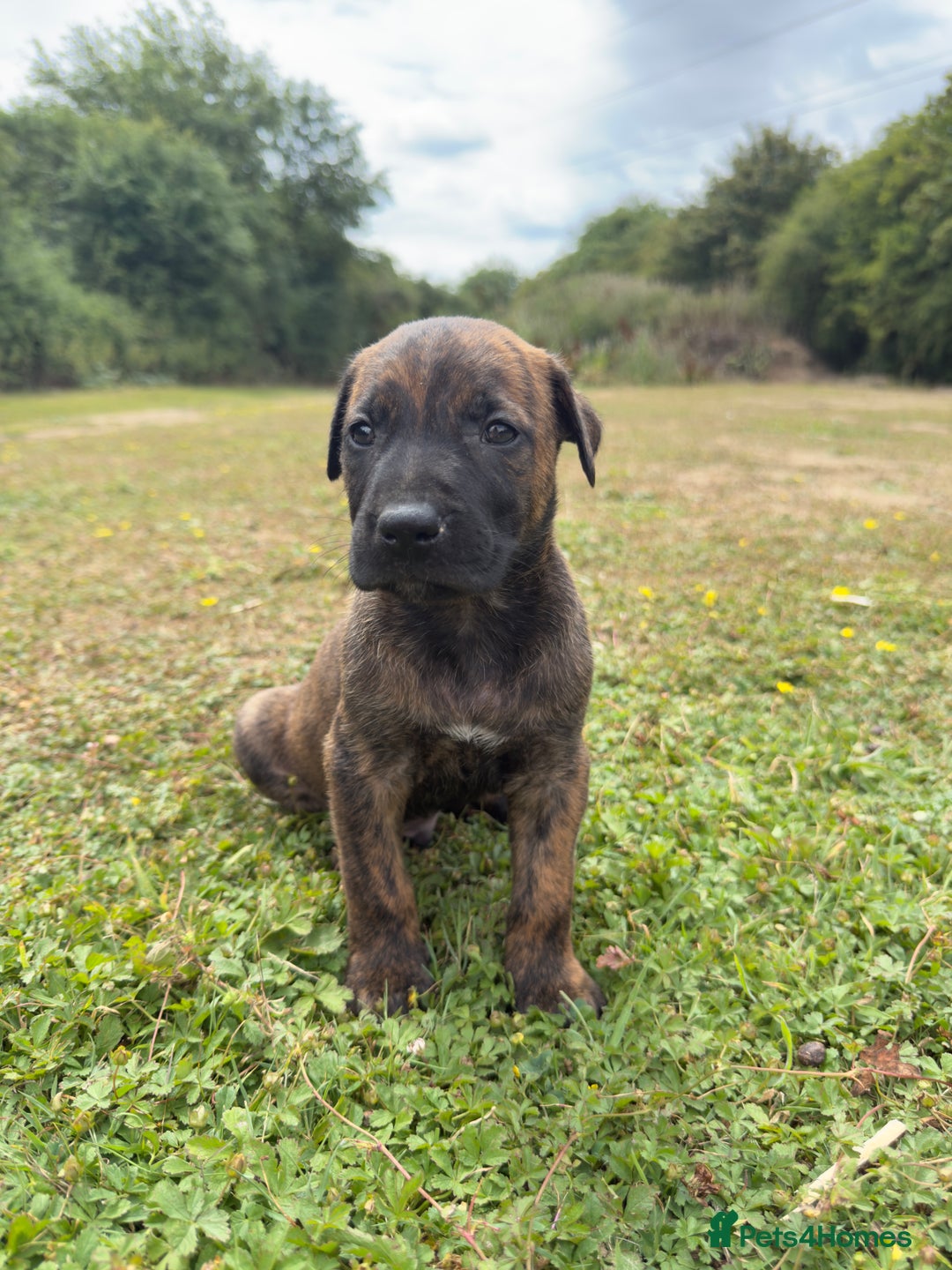 Belgian Shepherd Dog dogs for sale: Stunning Dutch Herder x Alano Español Pups  - Image 13