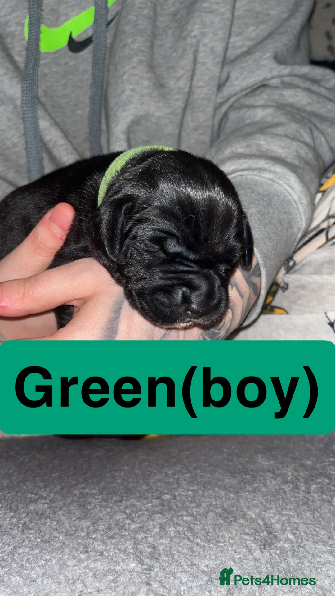 Mixed Breed dogs for sale: Dalmatian/Labrador cross staffy  - Image 12