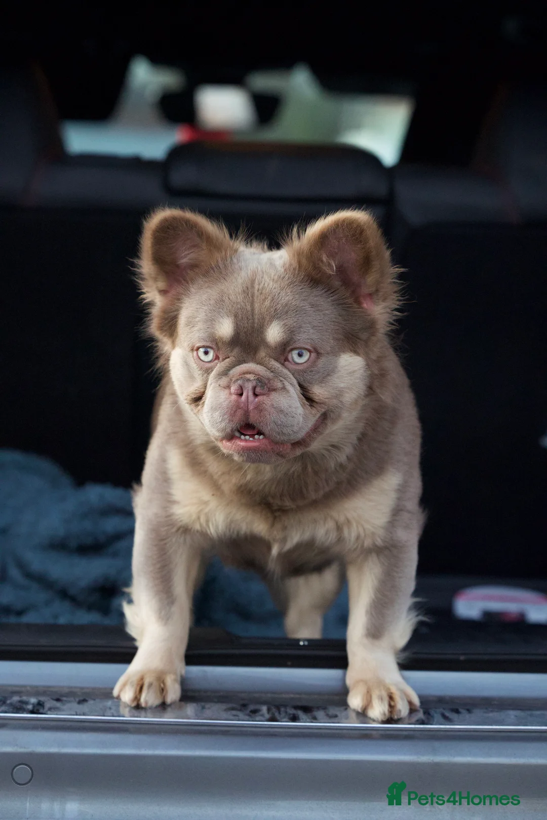French Bulldog dogs for stud: New shade Isabella&tan visual fluffy carrying pink in Manchester - Advert 3