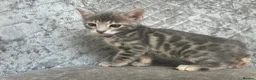 Bengal cats for sale: 💙 Beautiful Blue Bengal Female Kittens TICA Reg - Advert 21