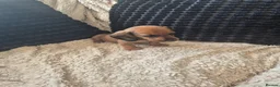Dachshund dogs for sale: Kc dachshund puppies! - Advert 10