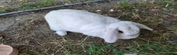 Mini Lop rabbits for sale: 6 year old mini lop doe for sale - spayed - Advert 5