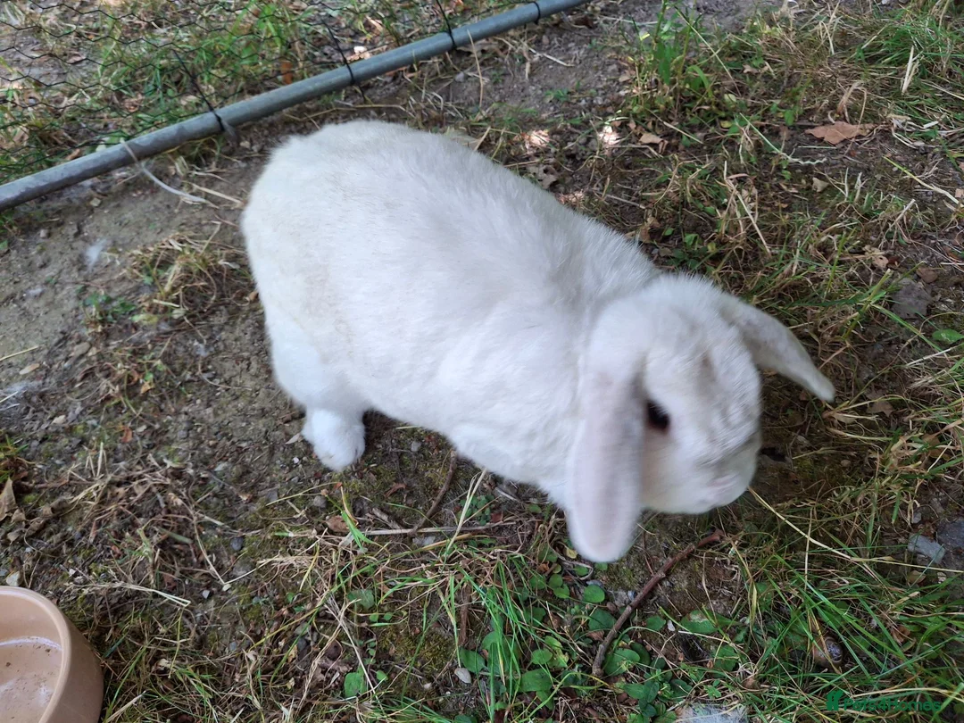 Mini Lop rabbits for sale: 6 year old mini lop doe for sale - spayed - Advert 5