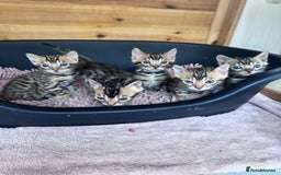 Bengal cats for sale: TICA Reg Bengal Kittens - Ready next month 🐾 - Image 6