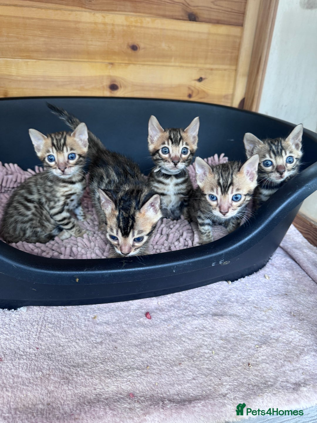 Bengal cats for sale: TICA Reg Bengal Kittens - Ready next month 🐾 - Image 6