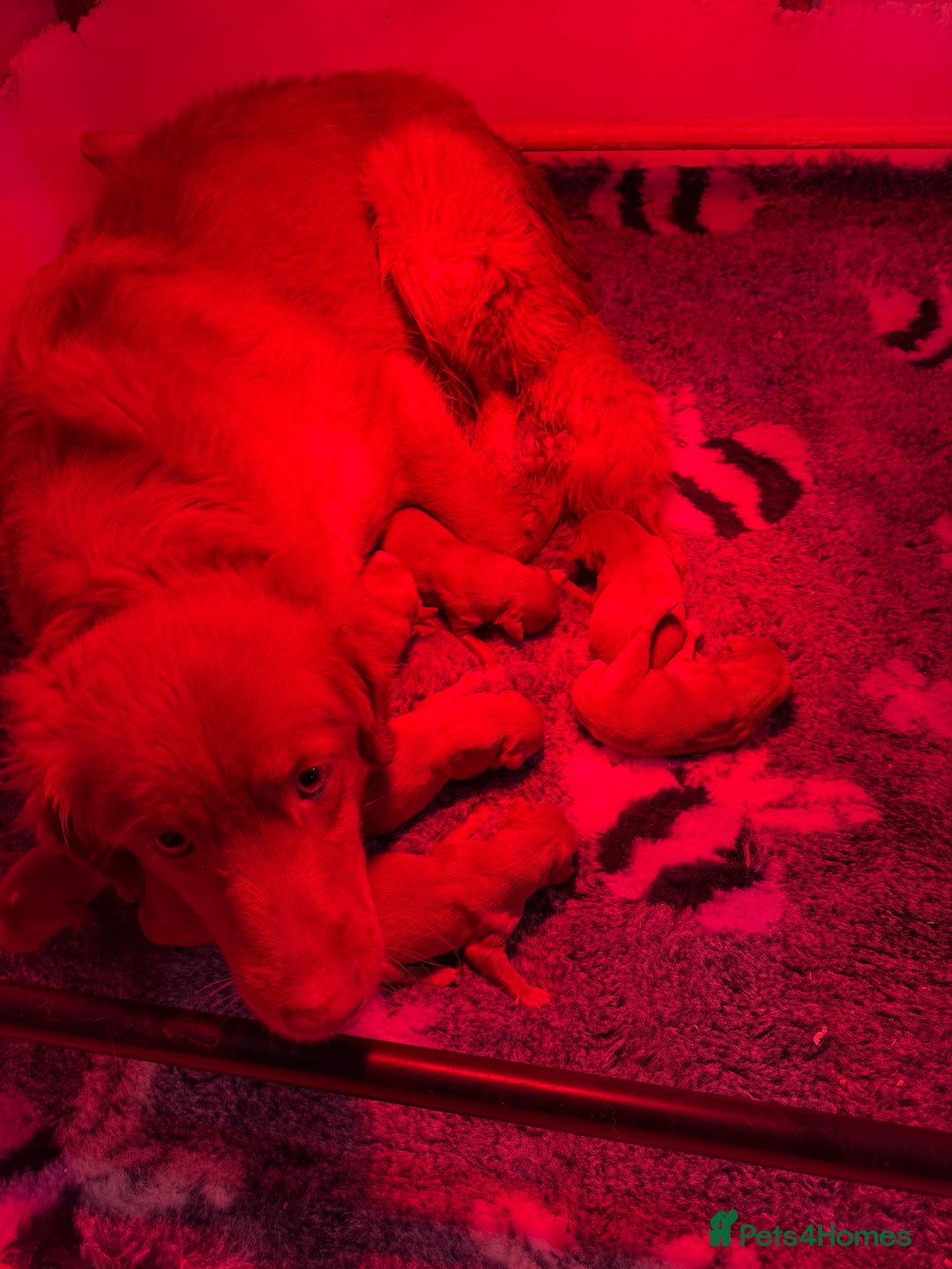 Nova Scotia Duck Tolling Retriever dogs for sale: Beautiful Kc registered nova scotias puppies  - Advert 10