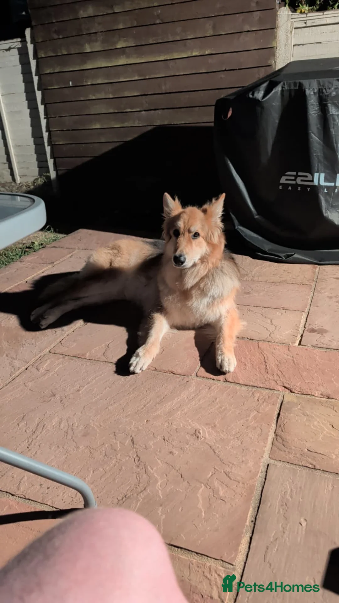 German Shepherd dogs for sale: Male German Shepherd  in High Wycombe - Advert 2