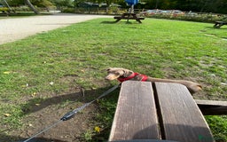 Dachshund dogs for stud: My boy Toby for stud  - Image 3
