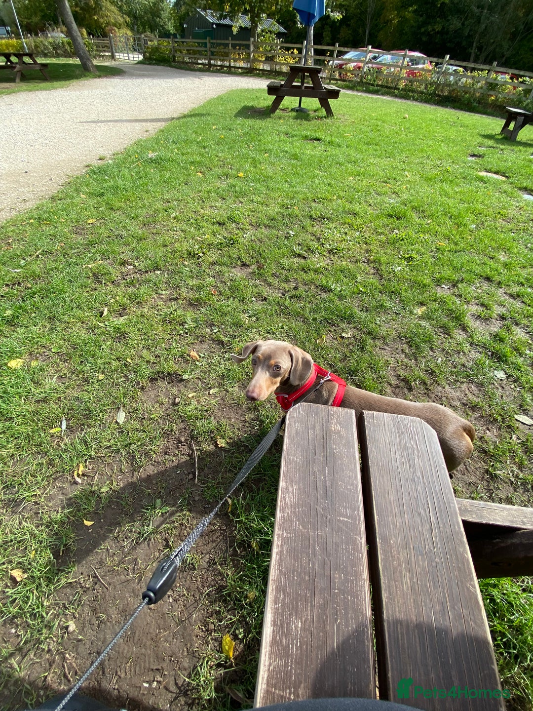 Dachshund dogs for stud: My boy Toby for stud  - Image 3