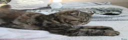 Exotic cats for sale: Beautiful Exotic female kittens Ready Now - Advert 8