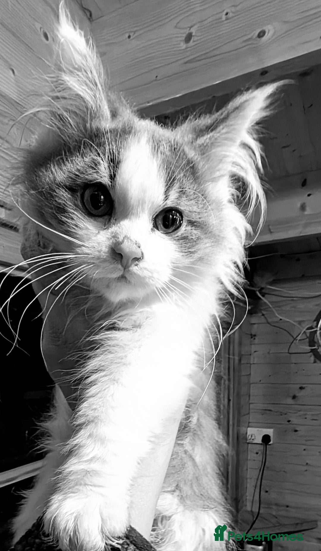 Maine Coon cats for sale: Maine Coon pedigree kittens  - Advert 4