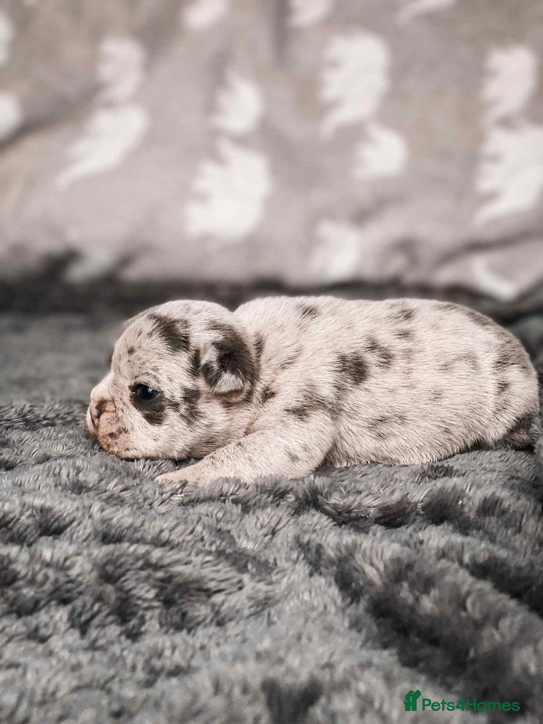 French Bulldog dogs for sale: French Bulldogs - Image 24