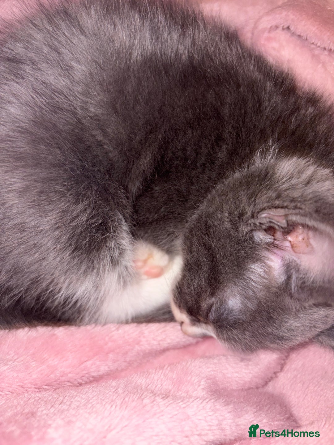 Mixed Breed cats for sale: Half ragdolls cuddly, all girls, ready now - Advert 10