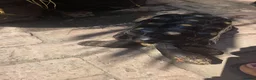 Tortoise reptiles for sale: Adult male red foot tortoise (20 years old) - Advert 2